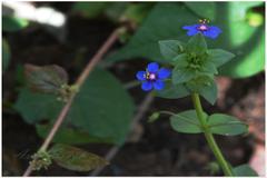 Anagallis arvensis